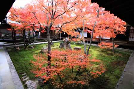 建仁寺潮音庭の紅葉