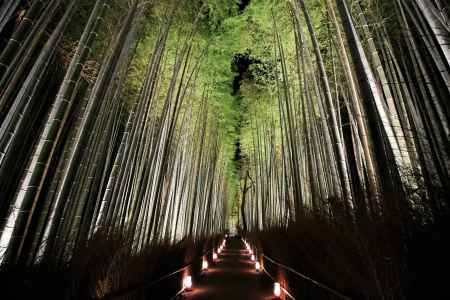 嵐山花灯路2017 嵯峨野竹林