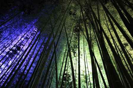 嵐山花灯路2017 嵯峨野竹林２