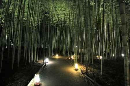 嵐山花灯路2017 竹林の小径