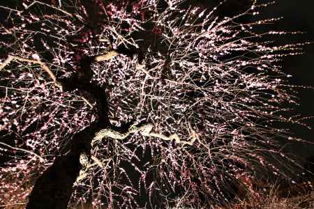 北野天満宮、梅のライトアップ２