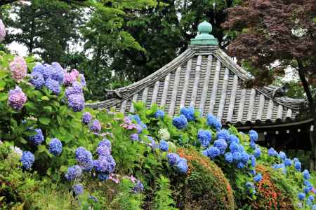 善峯寺のアジサイ2018