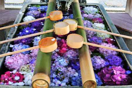 柳谷観音楊谷寺のアジサイ2108-2