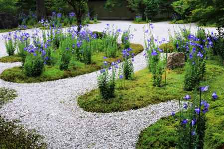 蘆山寺のキキョウ2018