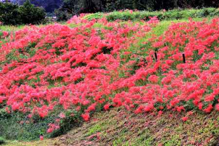 大原のヒガンバナ2018