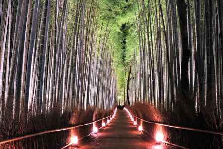 嵐山花灯路2018、竹林