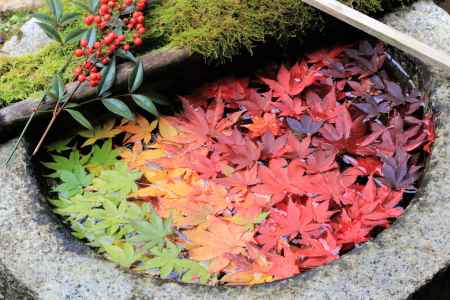 柳谷観音、秋の手水鉢