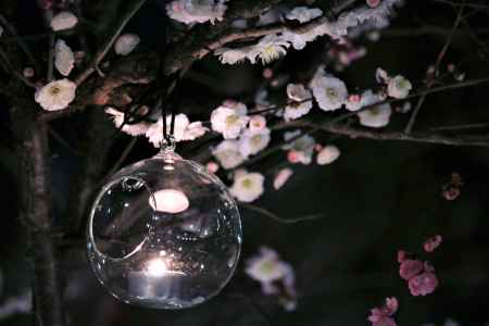 北野天満宮、梅園のライトアップ１