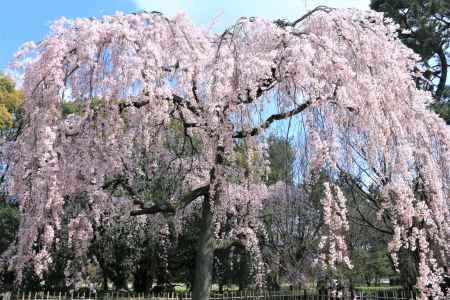 京都御苑、出水の枝垂れ桜2019