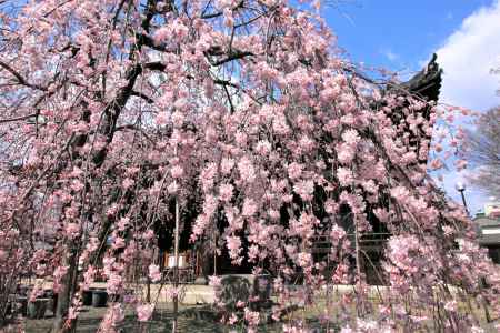 立本寺の枝垂れ桜2019