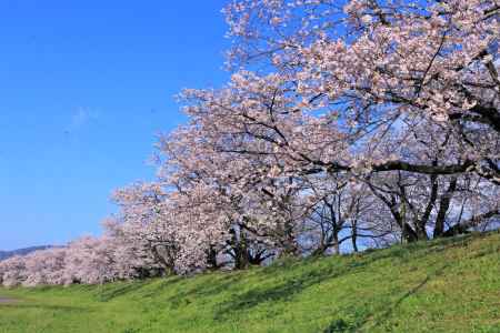 八幡、背割り堤2019-2