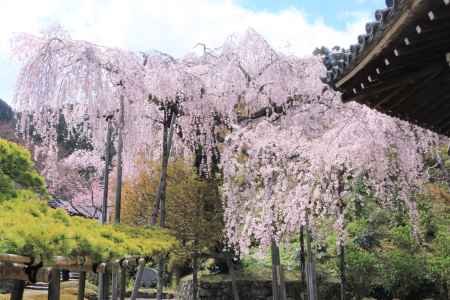 善峯寺の桜2019