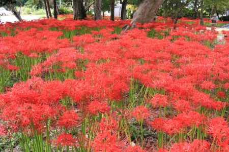 八幡市の彼岸花