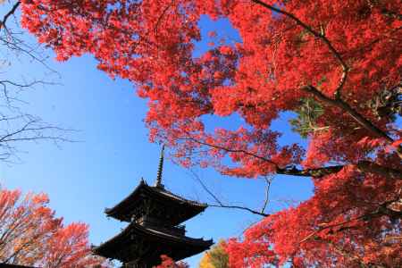 真如堂の紅葉2019