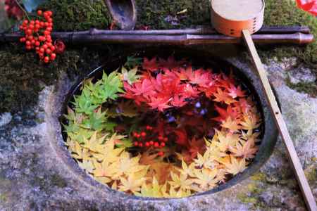 柳谷観音の紅葉手水鉢2019-3