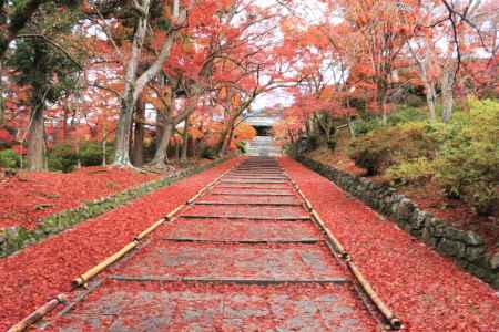 毘沙門堂の紅葉2019