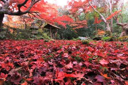 厭離庵の紅葉2019