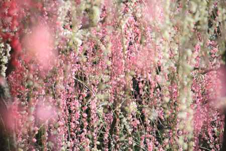 城南宮の梅2020-2