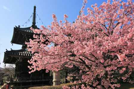 清凉寺の河津桜2020