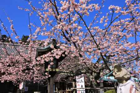 法輪寺の河津桜2020