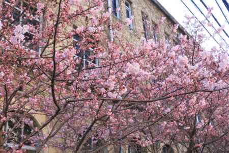 京都文化協会前の桜2020