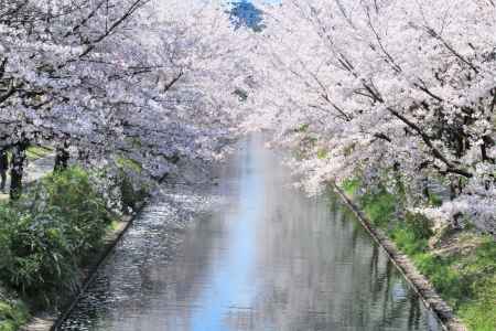 伏見十石船、桜2020-2