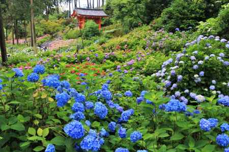 三室戸寺の紫陽花2020