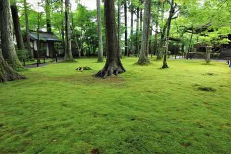 三千院の美しい苔庭