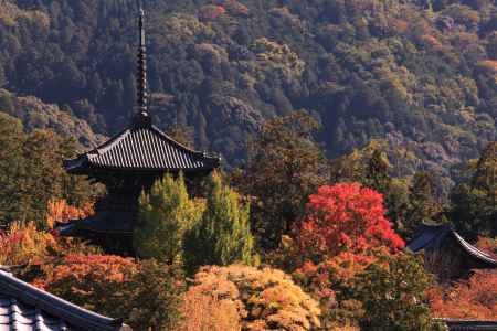 真如堂の色づき2020