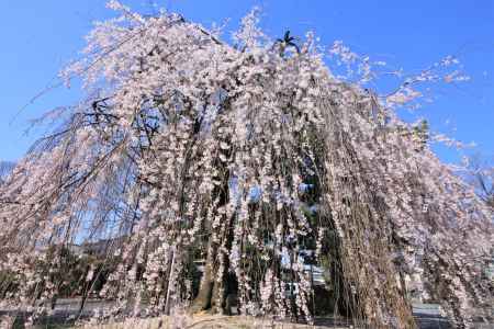 千本釈迦堂の桜2021