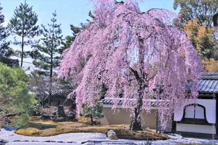 高台寺の桜2021