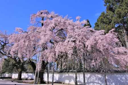 醍醐寺の桜2021