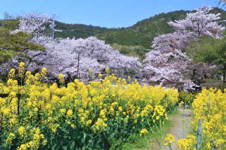 山科疎水の桜2021