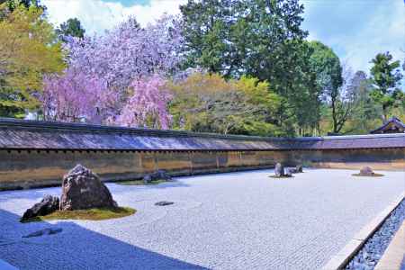 龍安寺の桜2021