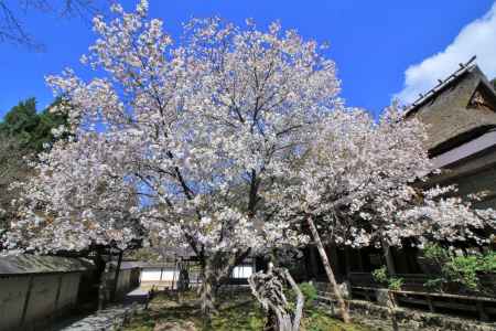 常照皇寺の桜2021