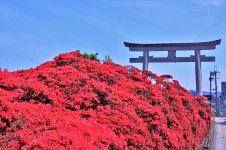 長岡天満宮のキリシマツツジ2021