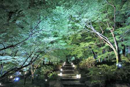 東福寺青もみじライトアップ１