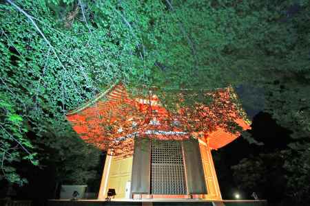 東福寺青もみじライトアップ２