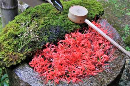柳谷観音の彼岸花花手水2021