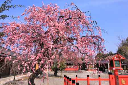 車折神社の梅2022