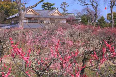 北野天満宮の梅2022