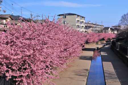 淀水路の河津桜2022