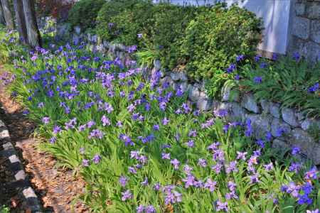 上御霊神社のイチハツ2022