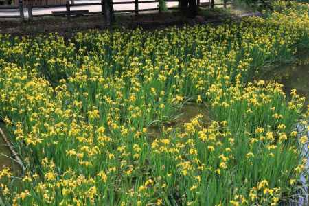 長岡天満宮の黄菖蒲2022