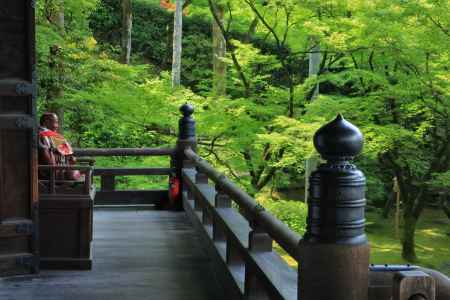 永観堂の新緑2022