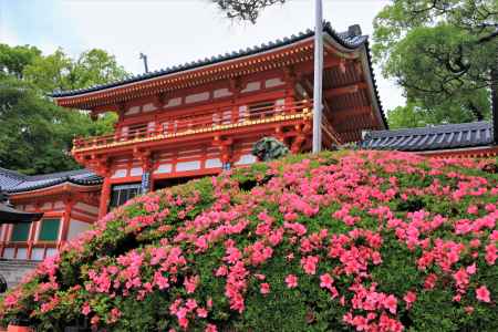 八坂神社のサツキ2022