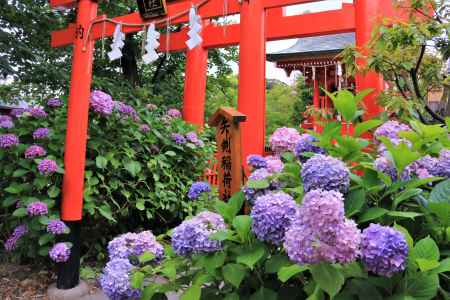 神泉苑のアジサイ