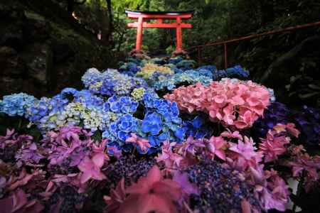 柳谷観音のアジサイ2022