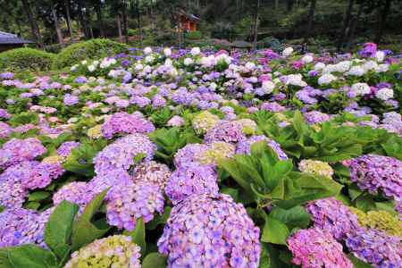 三室戸寺さんのアジサイ2022