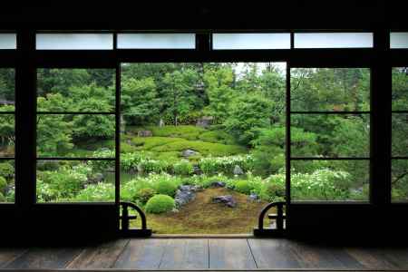 両足院の半夏生2022